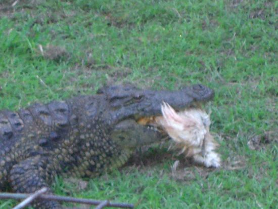 Ein Croc beim Essen