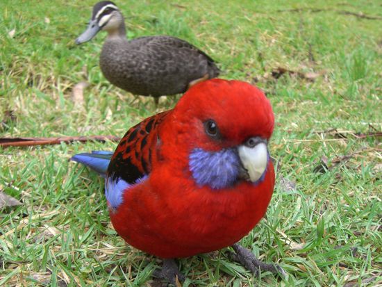 Papagai und eine kleine Ente 