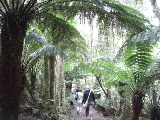 Wanderung durch den Regenwald.