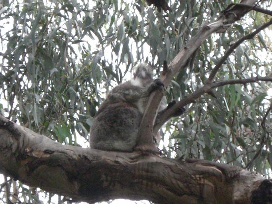 Ein wilder Koala