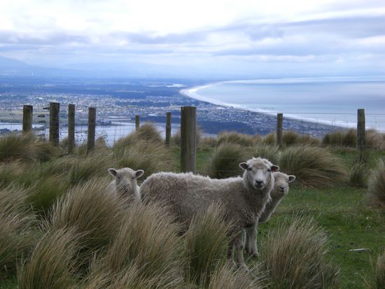 Schaafe neben unserem Uebernachtungsplatz uber Christchurch. Suess die Kleinen