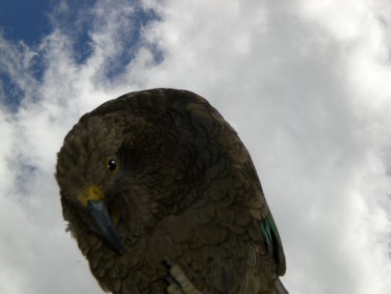 Ein Kea. Nicht IKEA! Das ist irgend ne besondere Papageienart in Neuseeland.