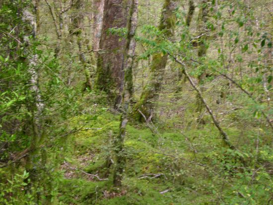 Die Baeume sind hier total von Moos bewachsen.