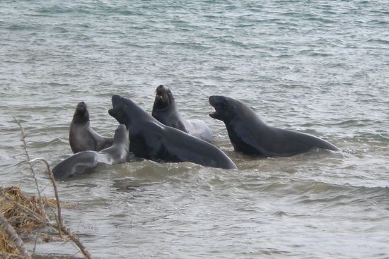 Beim kaempfen und spielen.