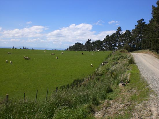 So richtig Neuseeland!