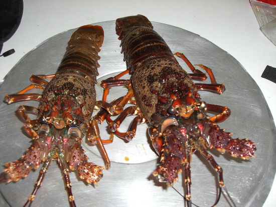 Crayfish (Lobster)