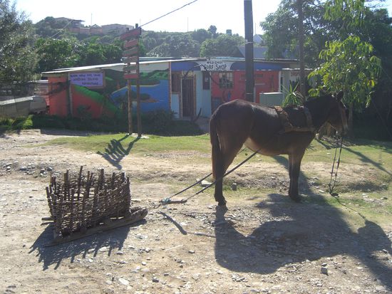 Pferdekutsche vor dem kleinen und einzigen Shop Coffee Bays