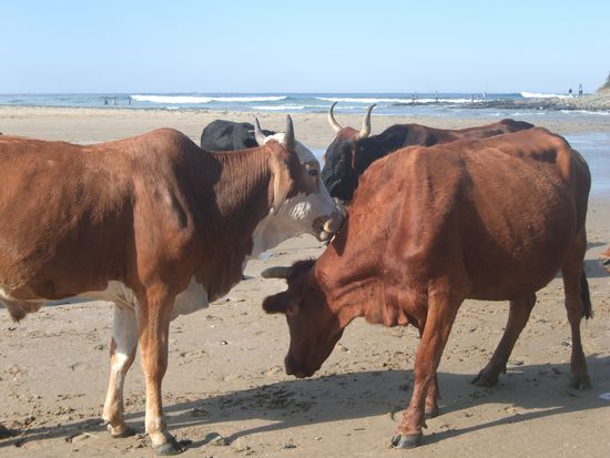 Kuehe am Strand - aha, daher die salzene Butter.