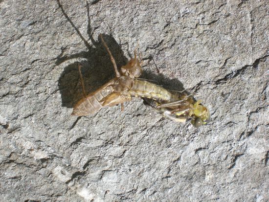 Libelle am Schluepfen.