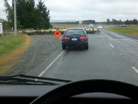 Wiedermal Schafe auf der Strasse!