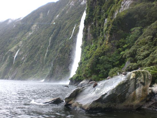 Robben am Milford Sound.