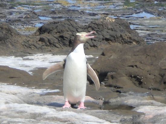 Ja, auch Pinguine haben wir an einem Strand im Sueden der Insel gesehen.