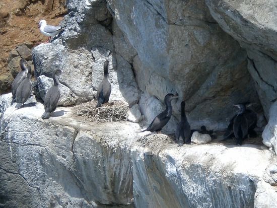 Voegel beim Brueten auf der Dunedin Halbinsel.