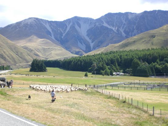 Schafe kurz vor dem Schaeren! Bin echt beeindruckt ab diesen Hirtehunden.