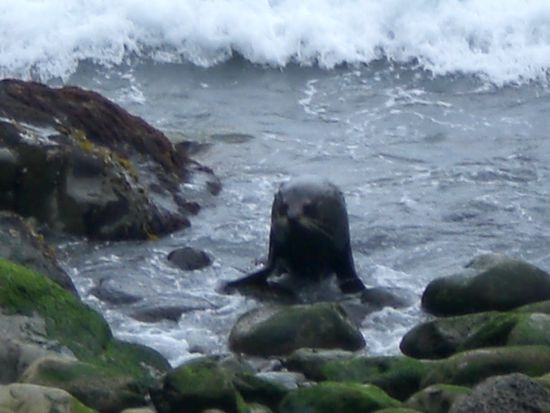 Die Robbe sieht so suess aus!