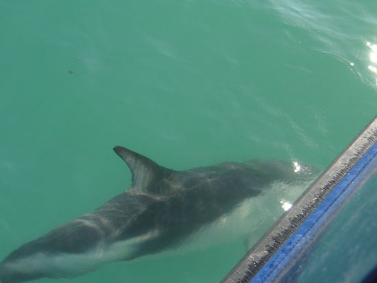 Delphin ganz nah am Boot.