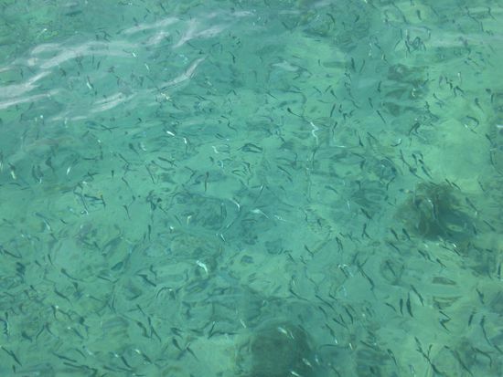 In Fiji gibts noch Fische!