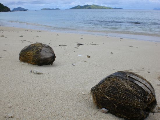 Kokosnüsse am Strand.