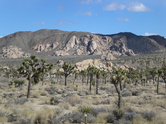 Joshua Trees.