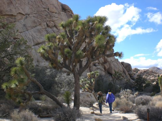 Ein grosser Joshua Tree.