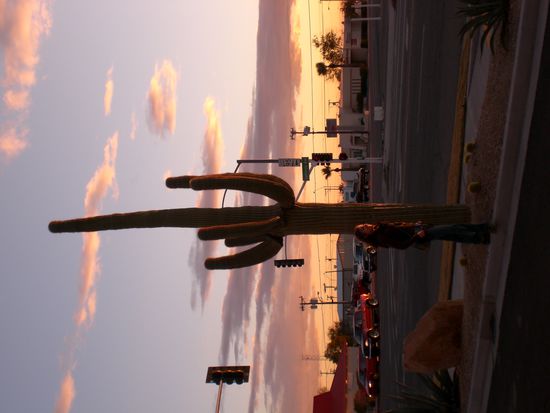Kaktus in Arizona.