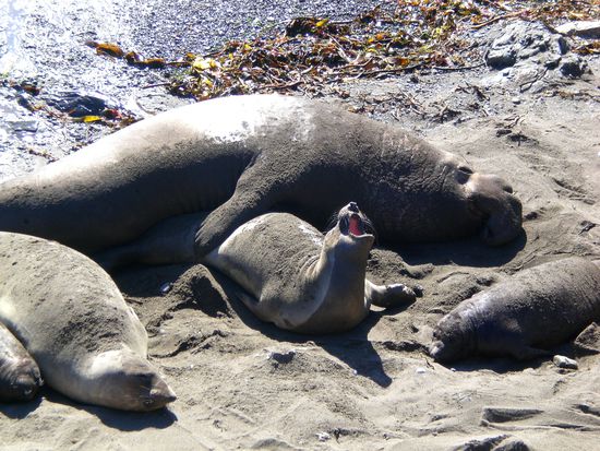 Halt bei den Seeelefanten an der Kueste Kaliforniens. Ca. 300km suedlich von San Francisco.