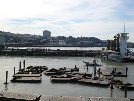 Seeloewen an der Waterfront. Schon wieder was gemeinsam mit Cape Town.