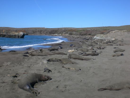 Ja, hier hats einige Seeelefanten. Die sind uebrigens rieeeeesig. Robben und Seeloewen sind grad winzig dagegen. Die Seeelefanten werden bis 3 Tonnen schwer!