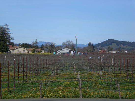 Reben, Reben, Reben...