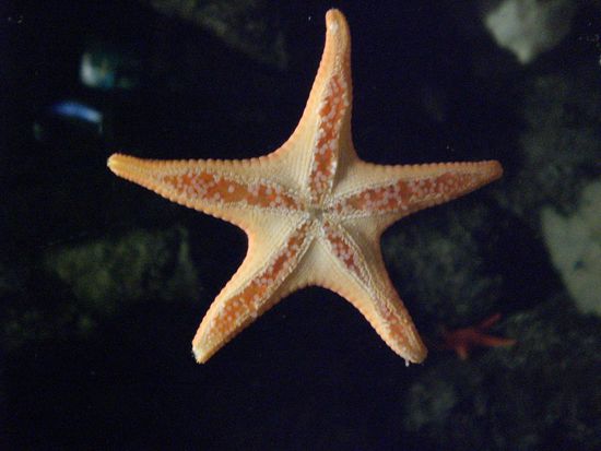Seestern im Aquarium von Vancouver.