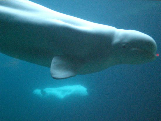 Beluga Wale.
