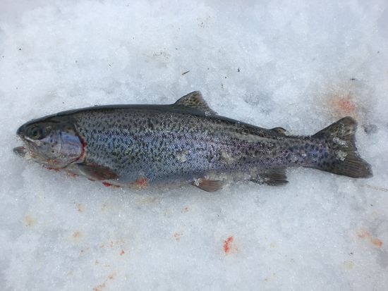 frisch gefangene Regenbogenforelle.