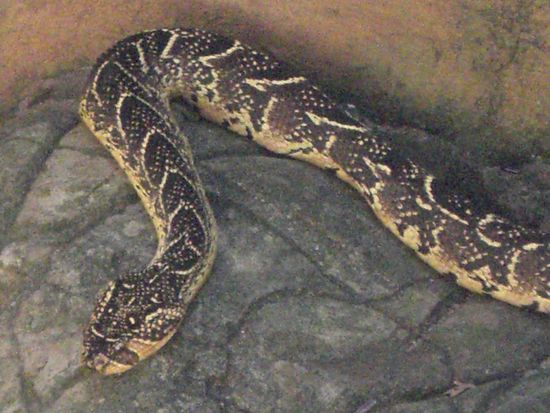 Keine Ahnung was das fuer eine Schlange ist. Snake, bitte im Gaestebuch eintragen!