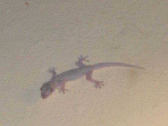 Dito. Diese netten Tierchen spatzieren hier ueberall in den Zimmern herum und schnappen sich die feinen Nachtfalter und Muecken. Echt interessant um zu beobachten!