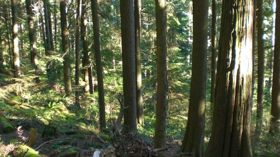 Wald ueber Deep Cove