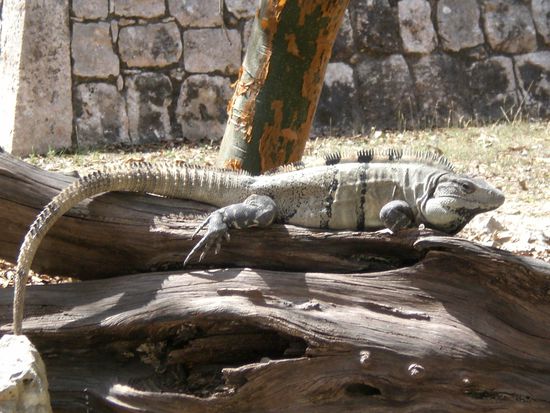 Wunderschoenes Tier, nur was ist das wohl..