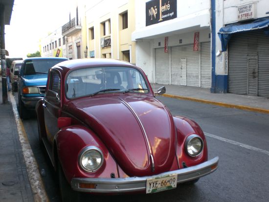 Kaefer gibt es in Mexico wie Sand am Meer.