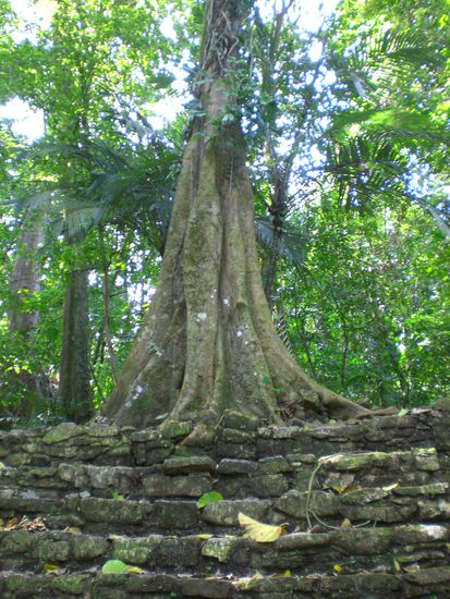 Nicht restaurierte Ruinen im Jungle. Hier ist sogar schon ein Baum auf einer der Ruinen gewachsen. So alt ist das hier!