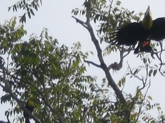 Hier sieht man zwei Tukane.