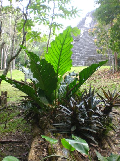 Die Pflanzen wachsen auf einem Baumstamm.