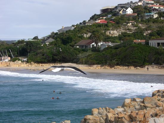 Surfer trotzen den Weissen Haien