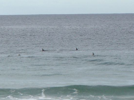 Die Delphine. Im Vordergrund seht Ihr schon die Welle, die sich am Strand ueberschlaegt.