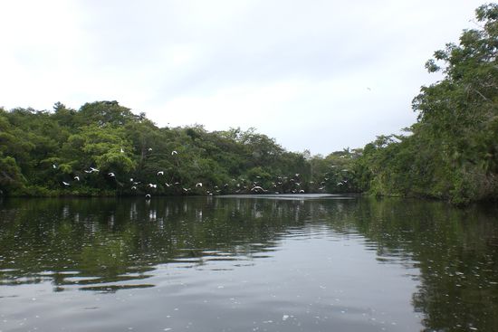 Viele grosse Voegel. Super genial!