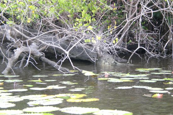 Wer sieht das Krokodil im Wasser?