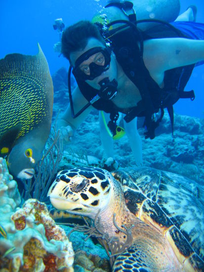 Schildkroete vor Playa del Carmen.