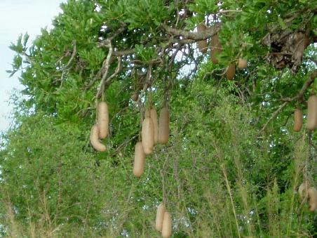 Was ist denn das an dem Baum?