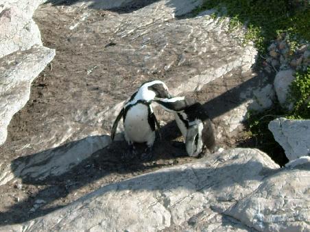 Pinguine beim Schmusen