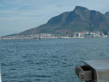 Wal vor dem Table Mountain