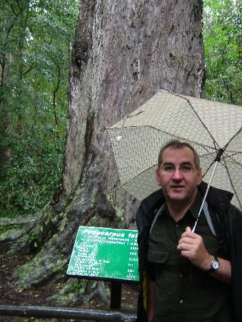 Big Tree in Knysna