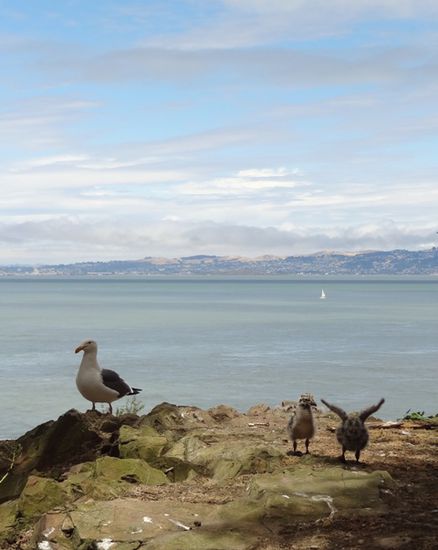 Die Flora und Fauna der Insel werden heutzutage u.a. von Volunteers gepflegt und geschützt.